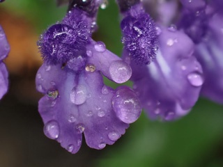 P1073901Merge1.jpg